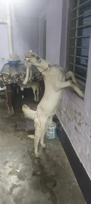 দুইটি খাসি কোরবানির জন্য বিক্রি করা হবে। সিদ্ধিরগঞ্জ নারায়ণগঞ্জ