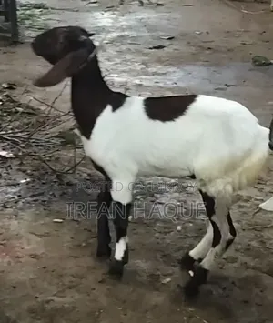 দুইটি খাসি কোরবানির জন্য বিক্রি করা হবে। সিদ্ধিরগঞ্জ নারায়ণগঞ্জ