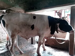 ষাঁড় গরু বিক্রয়