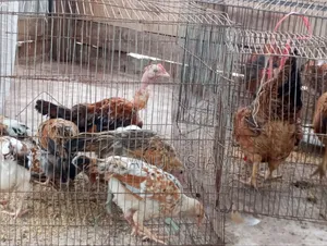 দেশি মুরগী