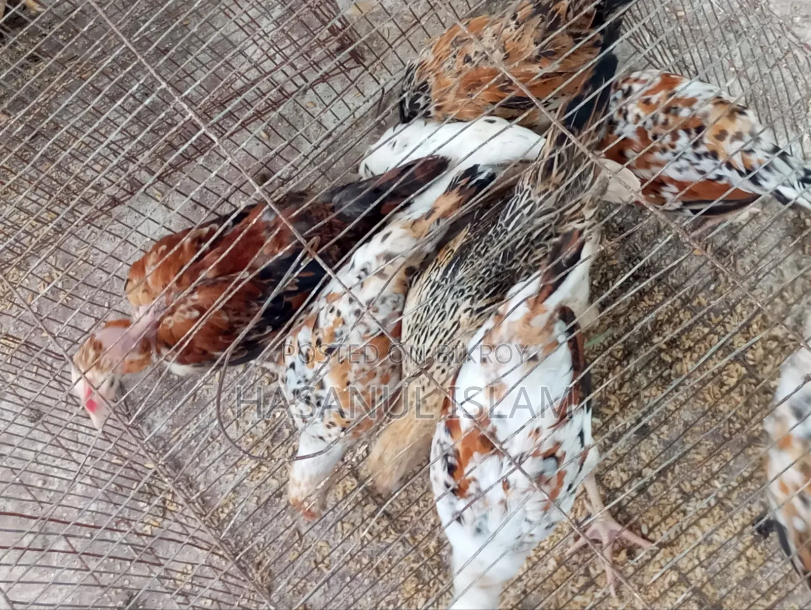 দেশি মুরগী