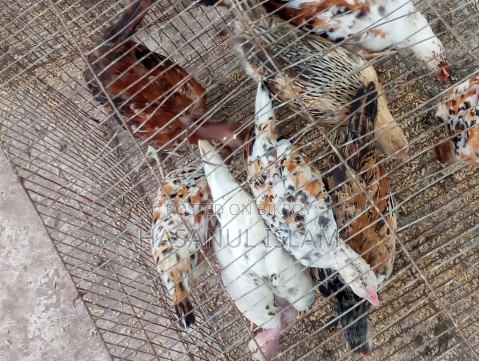 দেশি মুরগী