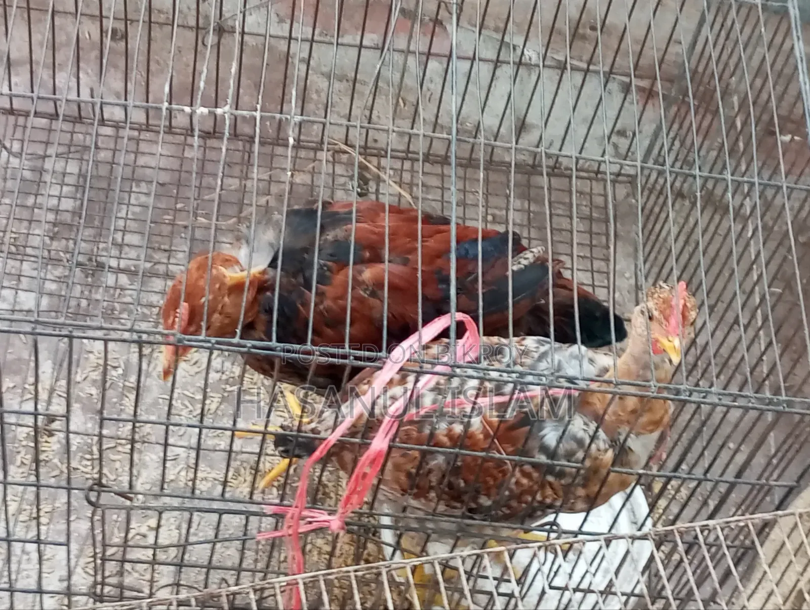 দেশি মুরগী