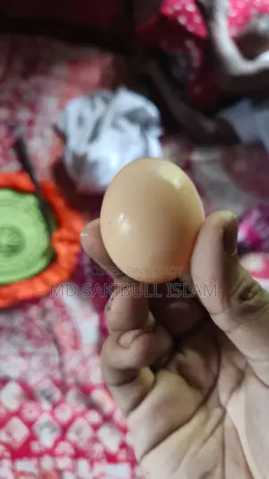 Brahama Murgir Bij Dim/ ব্রাহামা মুরগির বীজ ডিম