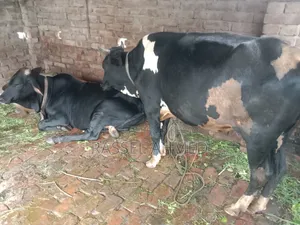 গরু ২ টা সেল