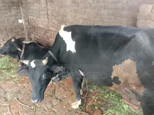 গরু ২ টা সেল