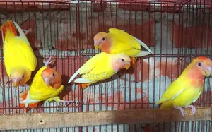 Love Bird Baby