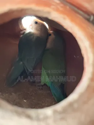 Love Bird Male