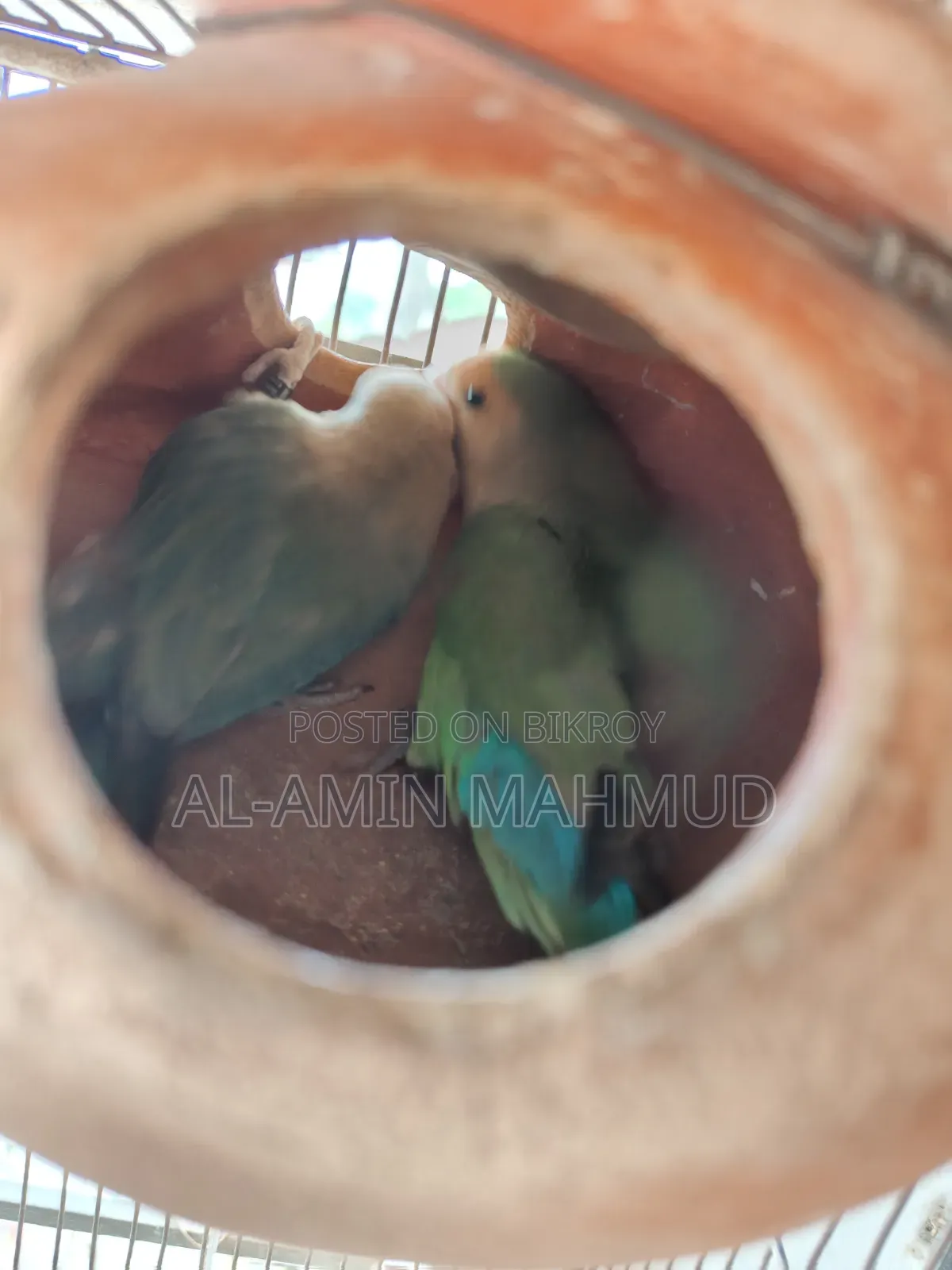 Love Bird Male