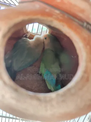 Love Bird Male