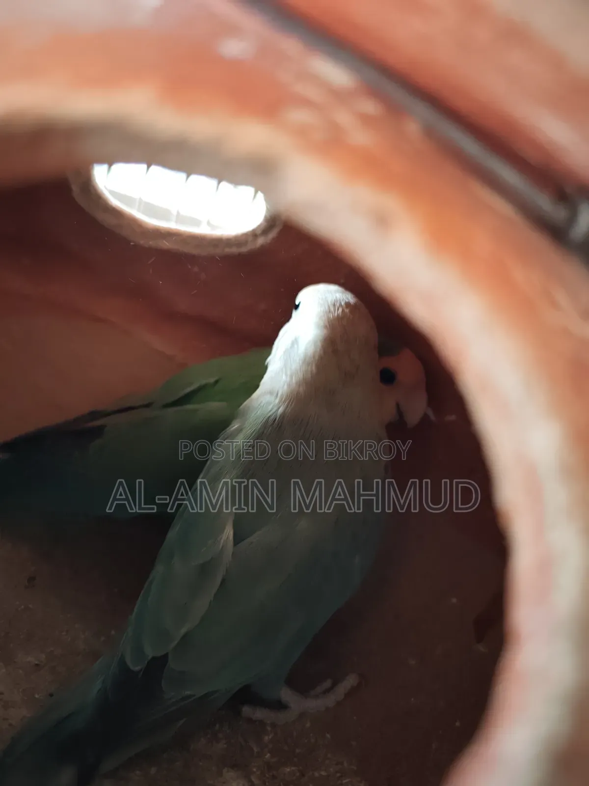 Love Bird Male