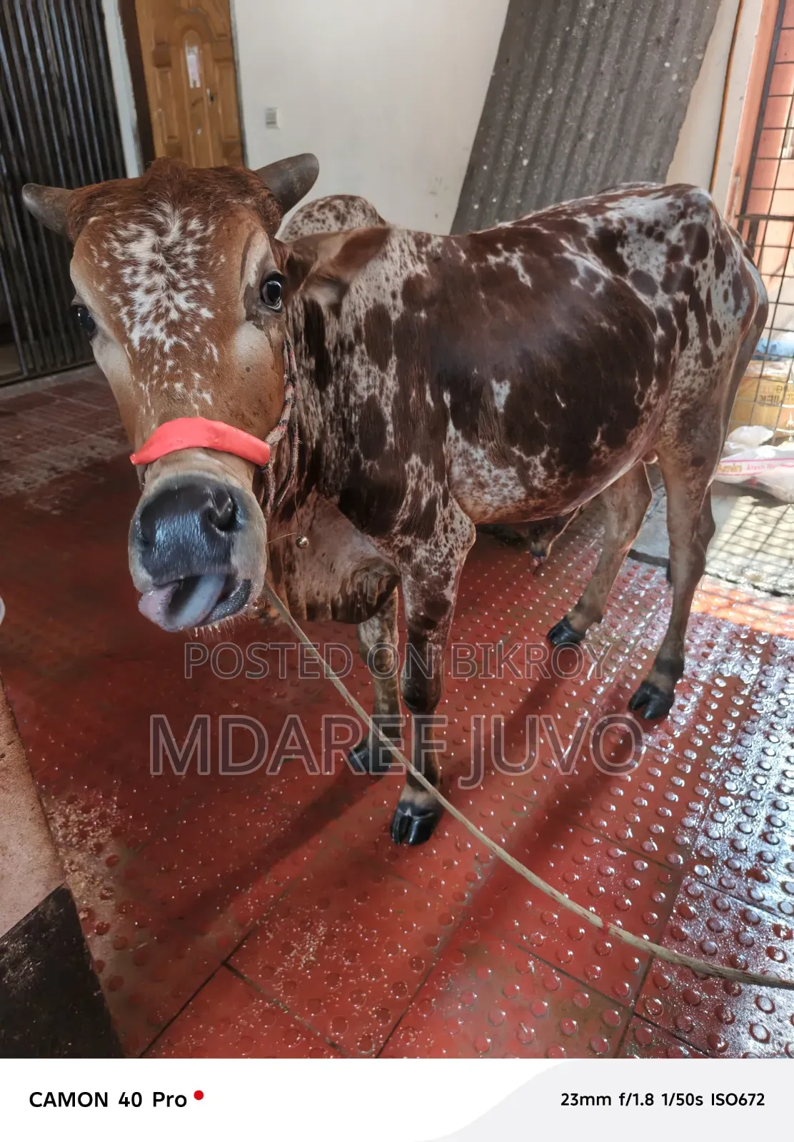 পাকরা গরু দেকতে খুব সুনদর
