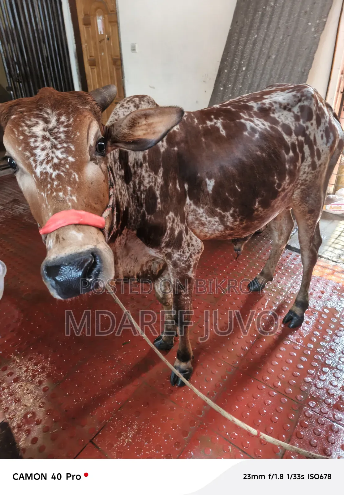 পাকরা গরু দেকতে খুব সুনদর