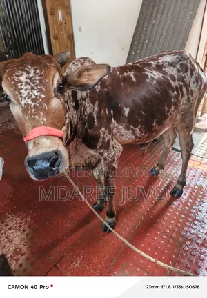 পাকরা গরু দেকতে খুব সুনদর