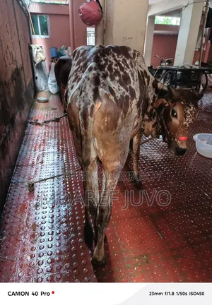 পাকরা গরু দেকতে খুব সুনদর