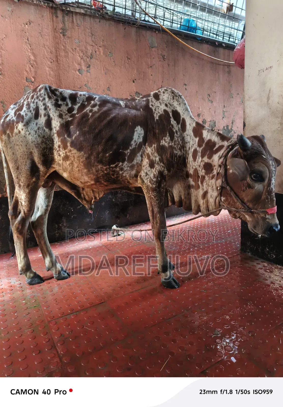 পাকরা গরু দেকতে খুব সুনদর