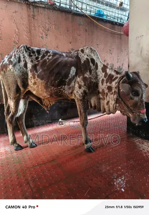 পাকরা গরু দেকতে খুব সুনদর