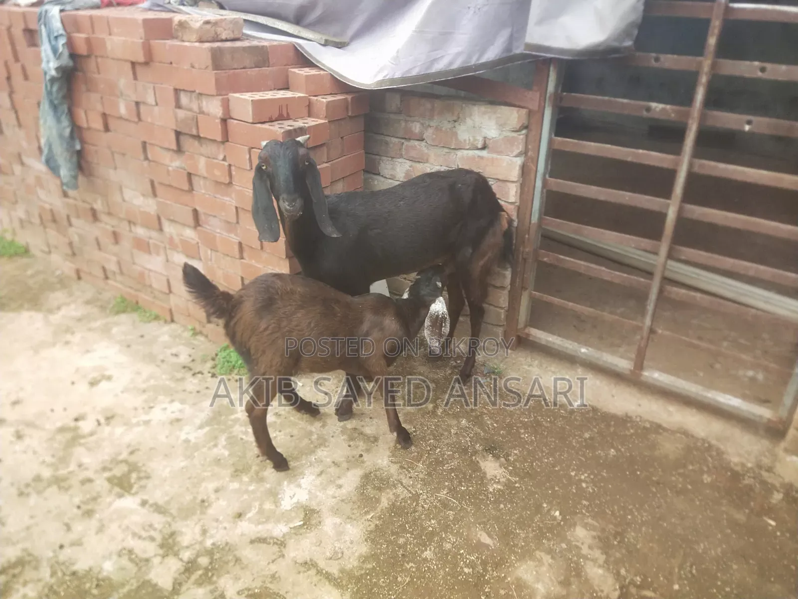 মায়া ছাগল বাচ্চা সহ