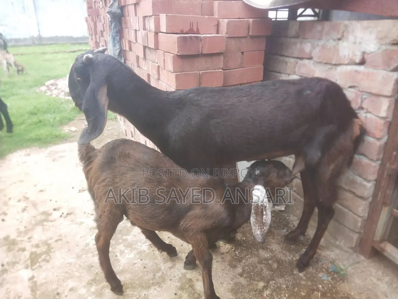মায়া ছাগল বাচ্চা সহ