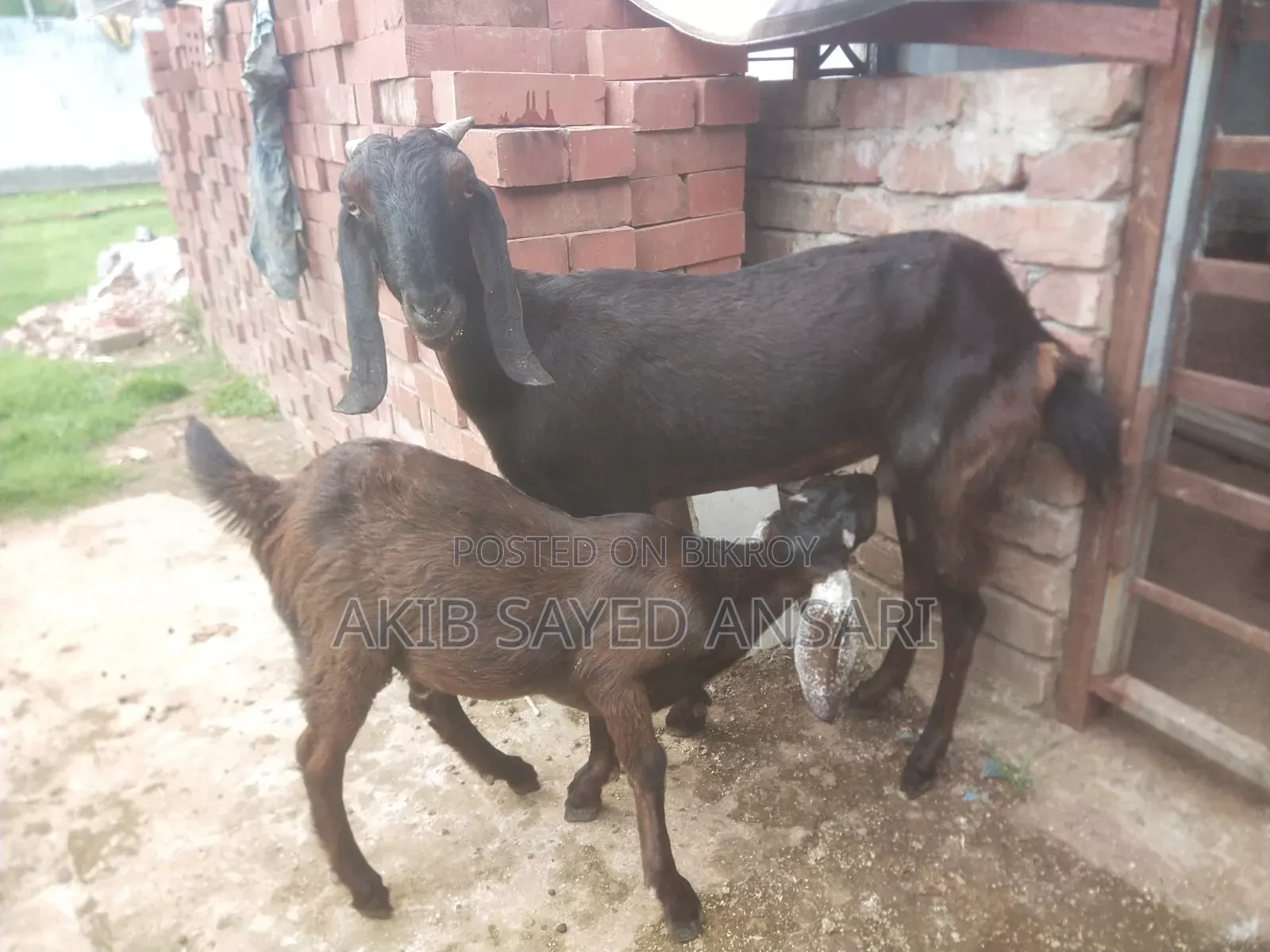মায়া ছাগল বাচ্চা সহ