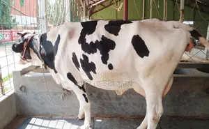 Australian Cow for Sale with Heifer Calf