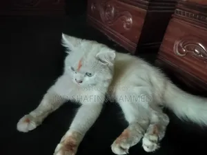 6-12 Months Male Mixed Breed Cat