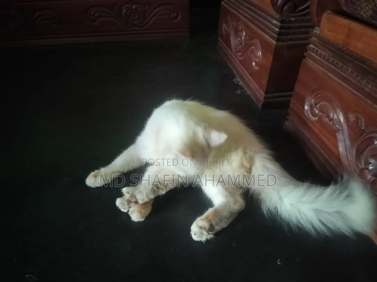 6-12 Months Male Mixed Breed Cat