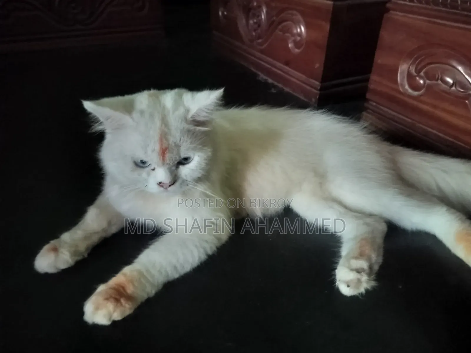 6-12 Months Male Mixed Breed Cat