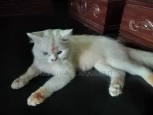 6-12 Months Male Mixed Breed Cat