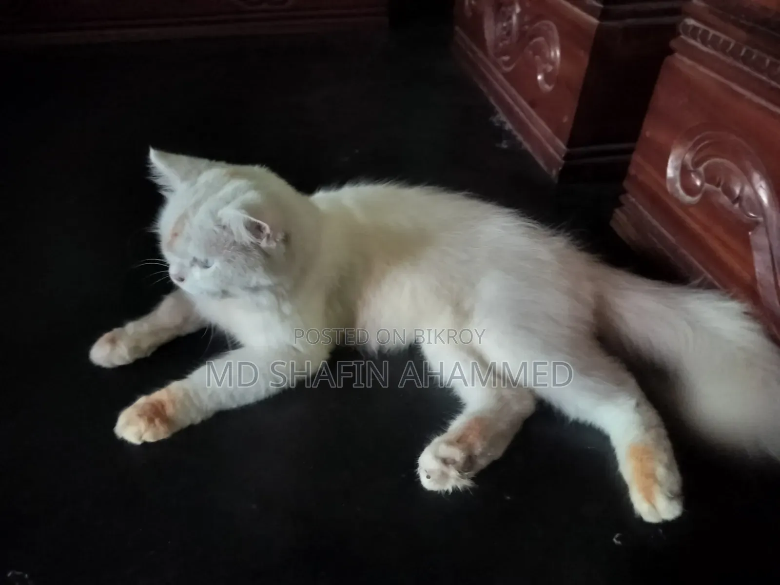 6-12 Months Male Mixed Breed Cat