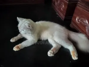 6-12 Months Male Mixed Breed Cat