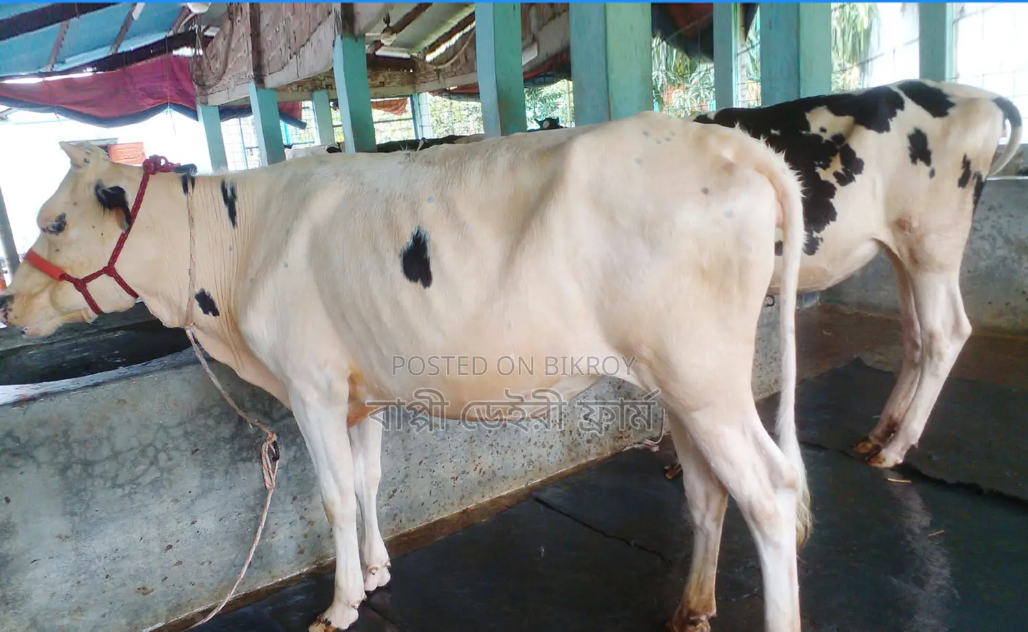 ১২২৪নং ২টি বকনা গরু বিক্রয় হবে ।
