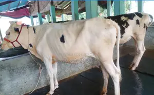 ১২২৪নং ২টি বকনা গরু বিক্রয় হবে ।