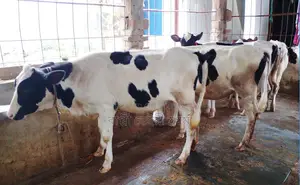 ১২২৫ নং পোষার জন্য ৫টি বকনা বাছুর কিনুন ভালো হবে ।