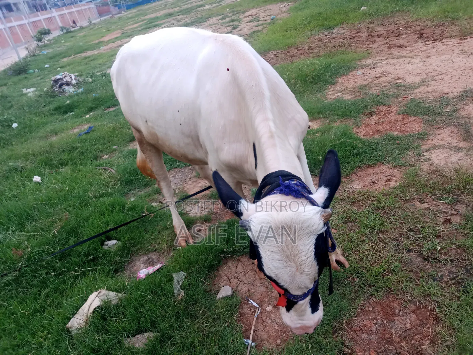 পিওর ফিজিশিয়ান গরু বিক্রয়ের জন্য