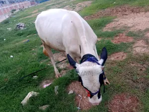 পিওর ফিজিশিয়ান গরু বিক্রয়ের জন্য