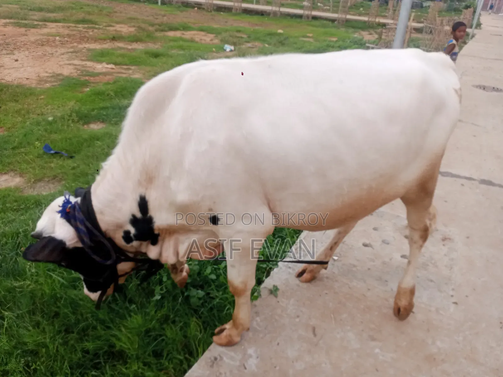 পিওর ফিজিশিয়ান গরু বিক্রয়ের জন্য
