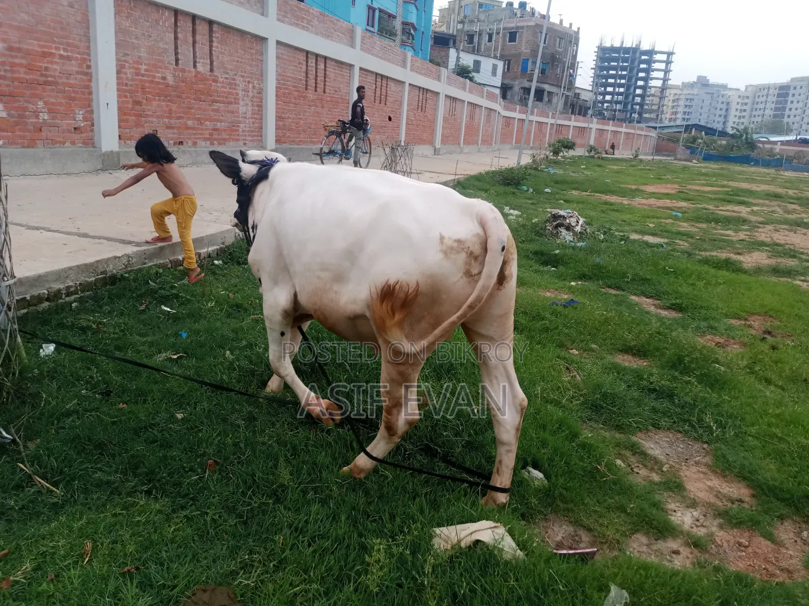 পিওর ফিজিশিয়ান গরু বিক্রয়ের জন্য