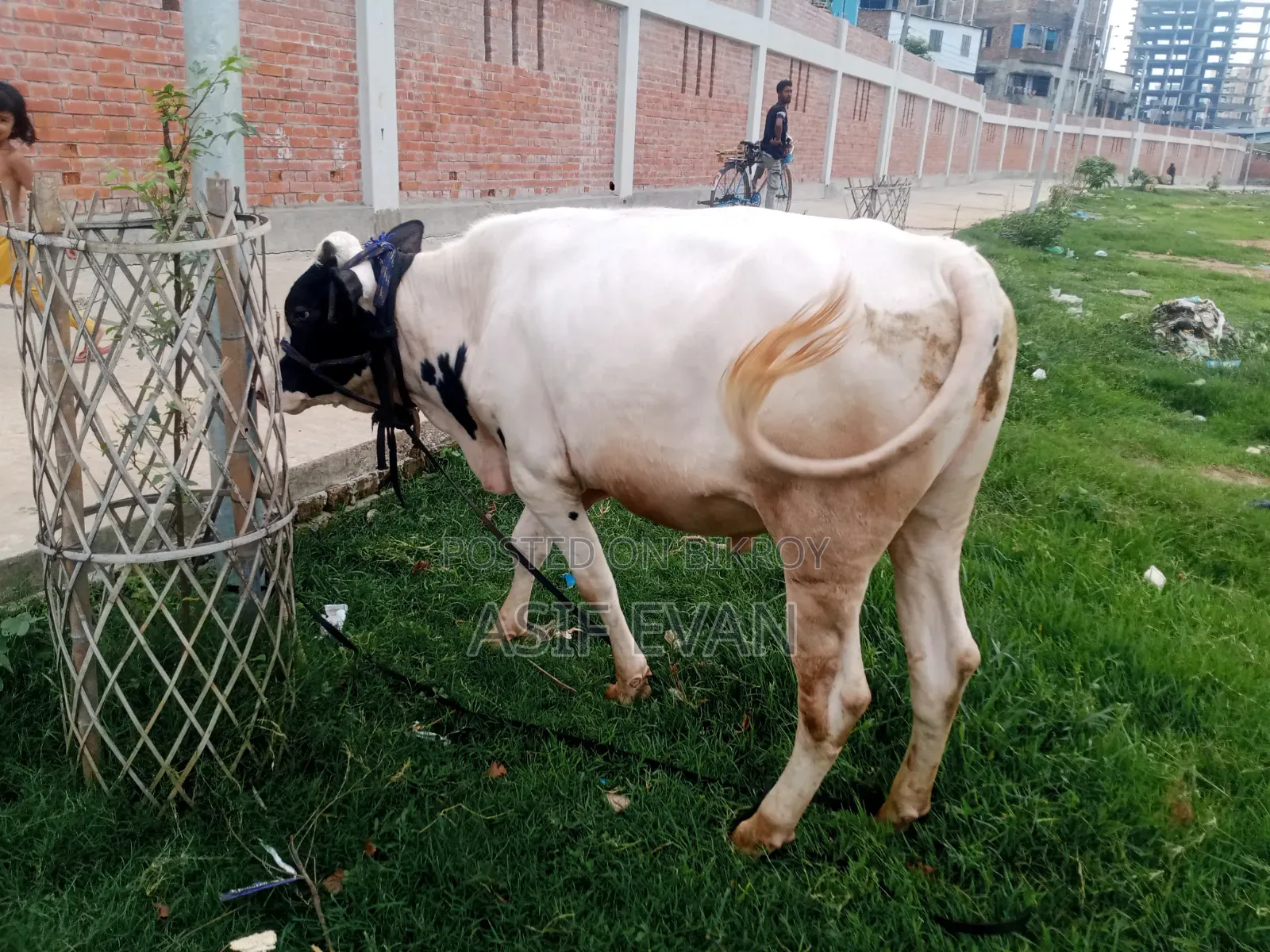 পিওর ফিজিশিয়ান গরু বিক্রয়ের জন্য