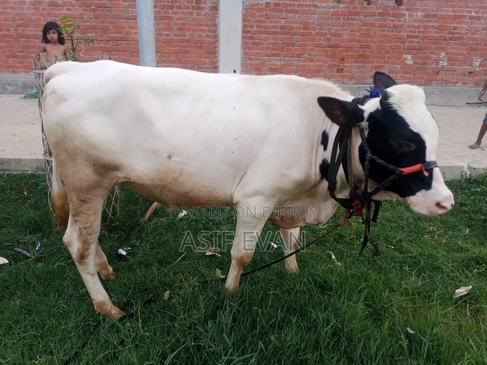 পিওর ফিজিশিয়ান গরু বিক্রয়ের জন্য