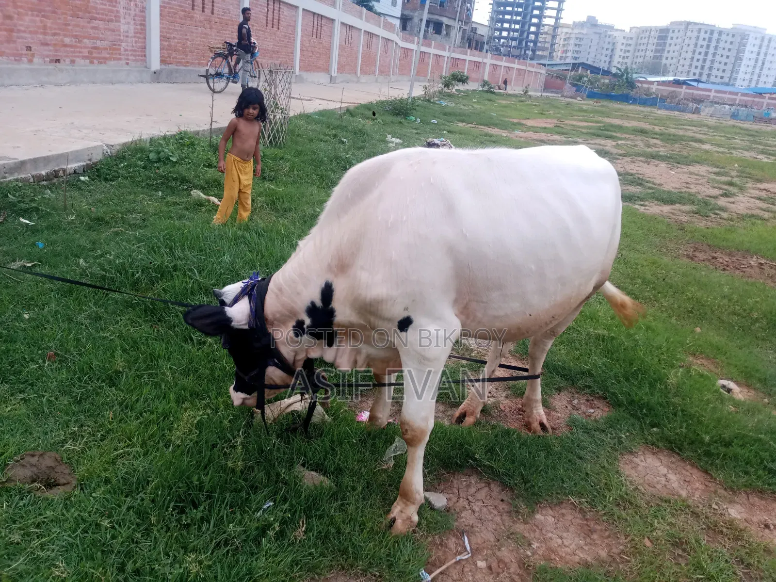 পিওর ফিজিশিয়ান গরু বিক্রয়ের জন্য