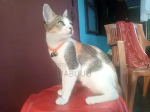 3-6 Months Female Mixed Breed Bengal