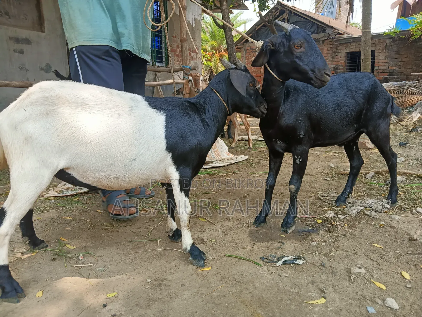 কুরবানী ছাগল জোড়া