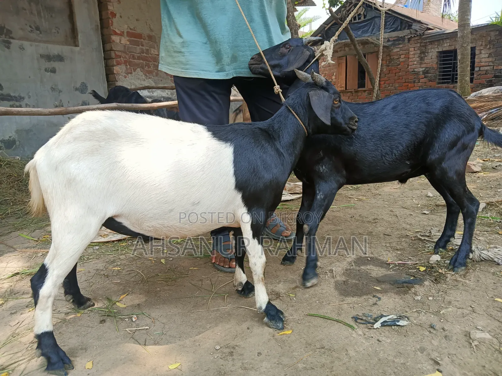 কুরবানী ছাগল জোড়া