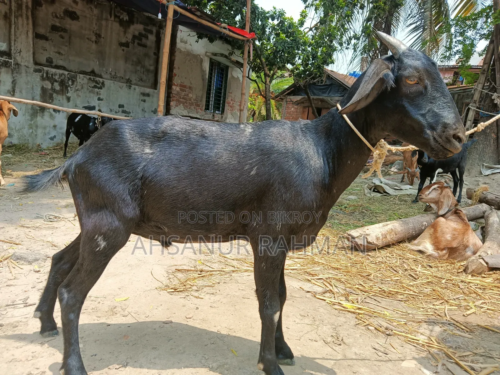কুরবানী ছাগল জোড়া