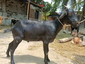 কুরবানী ছাগল জোড়া