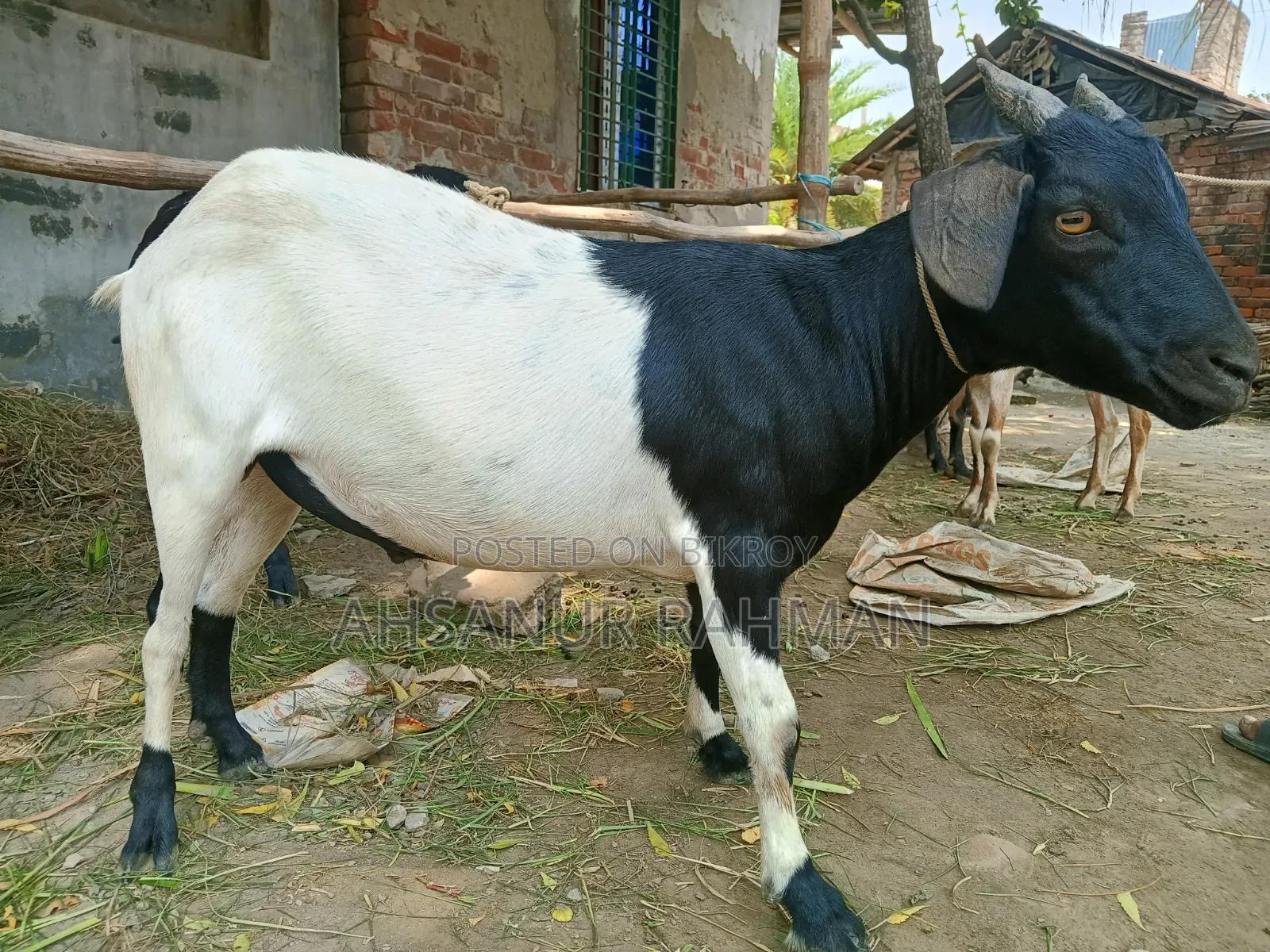 কুরবানী ছাগল জোড়া