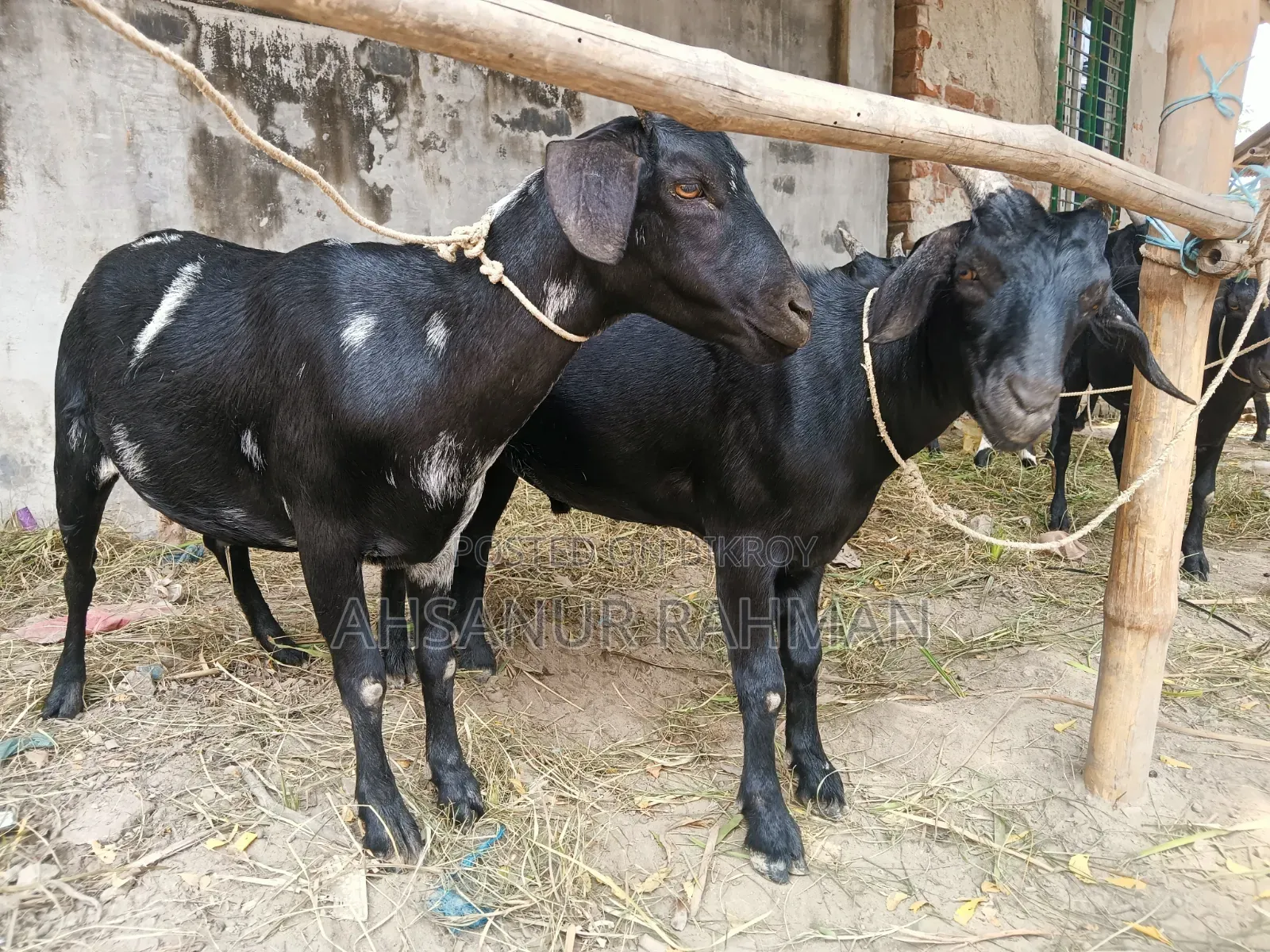 কোরবানির ছাগল জোড়া