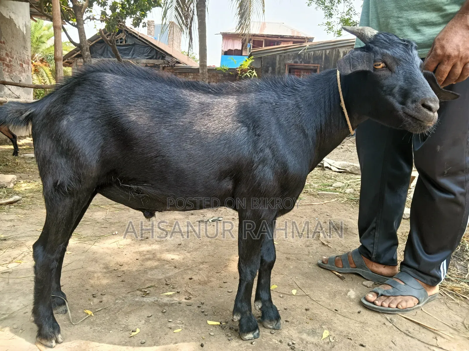 কোরবানির ছাগল জোড়া