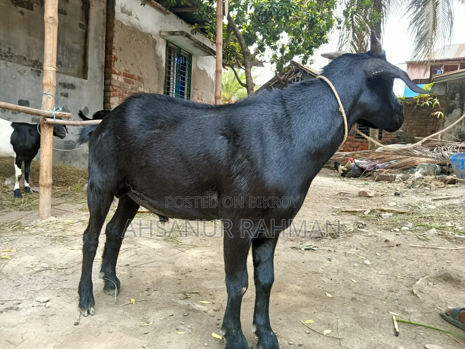 কোরবানির ছাগল জোড়া